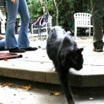 10_1007_catsbanner2