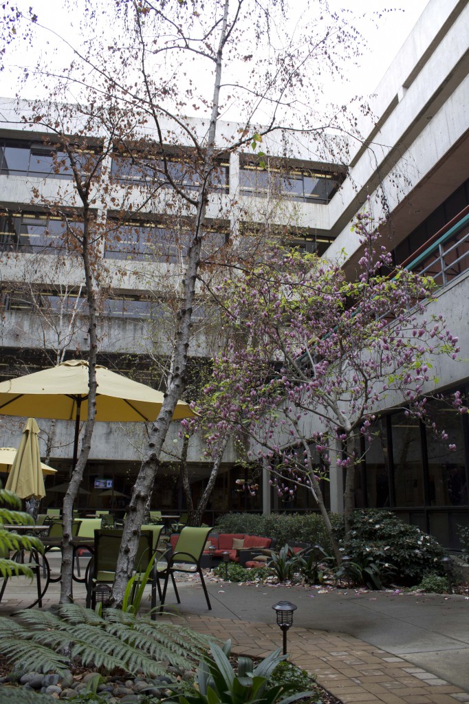 Kennedy Library's inner atrium. A paved path winds between trees, ferns, tables and couches at the heart of Kennedy Library. We see the top of the building and the gray sky.