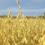 OATS at Kennedy Library