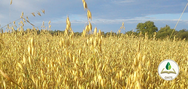 Photo of oats growing in field with OATS logo in lower right corner