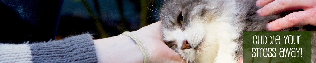 Cats in the Atrium