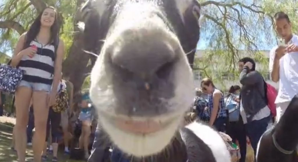 Goats at the library