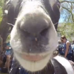 Goats at the library