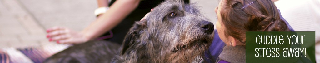 Dogs at the library